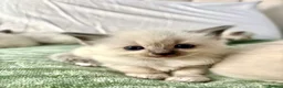 Ragdoll cats for sale: Last two GCCF registered ragdolls ready now  - Advert 6