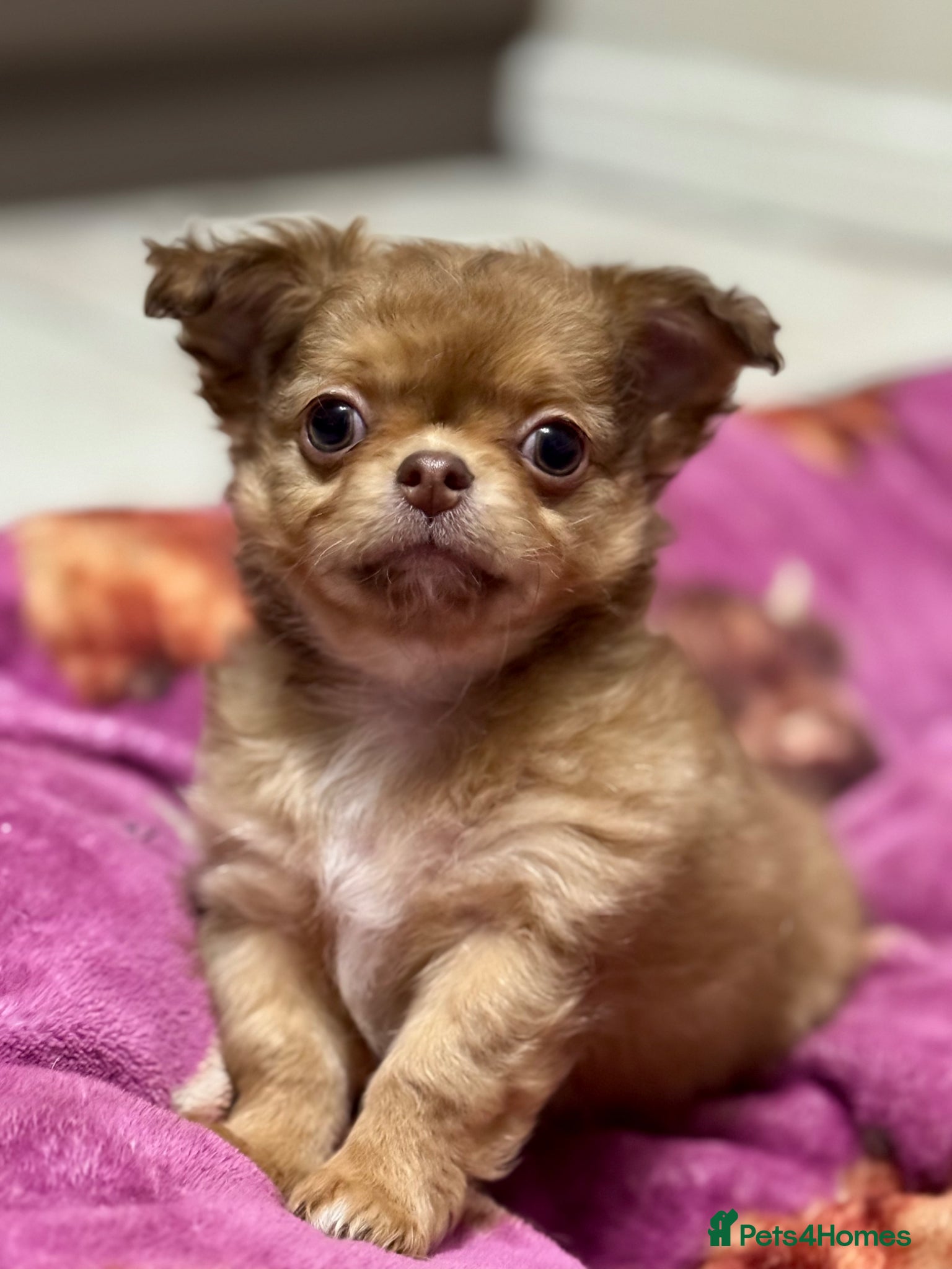 Chihuahua dogs 2 BOYS LEFT 😍😍 KC chihuahua puppies  - Advert 12