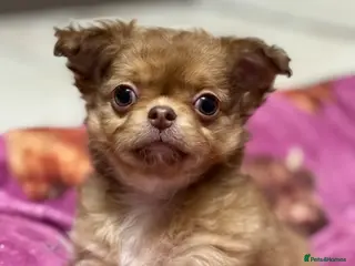 Chihuahua dogs 2 BOYS LEFT 😍😍 KC chihuahua puppies - Advert 12