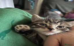 British Shorthair cats for sale: Beautiful boys looking for homes - Image 7