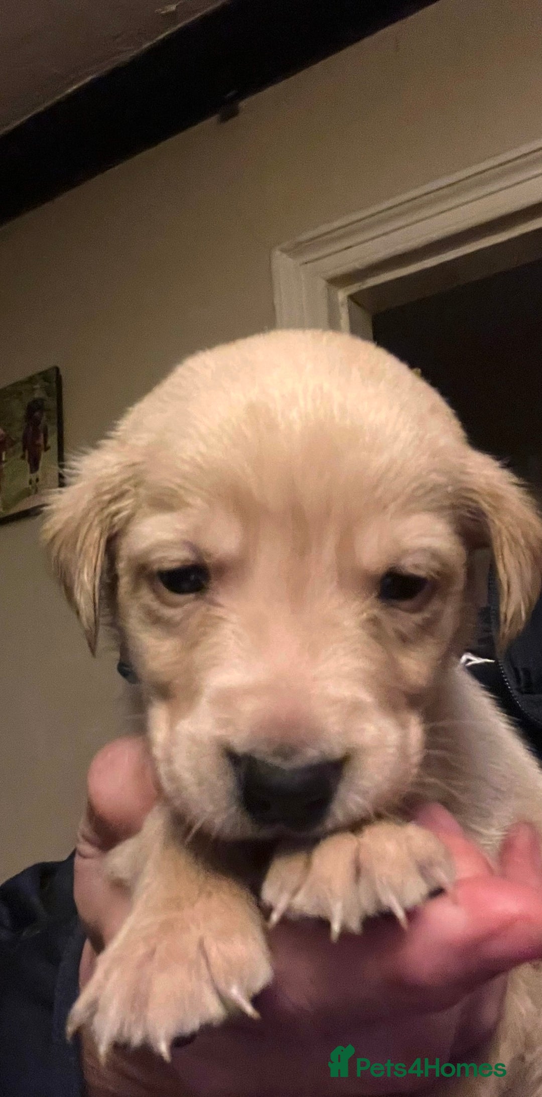 Labrador Retriever dogs for sale: Adorable Labrador puppies  - Advert 6