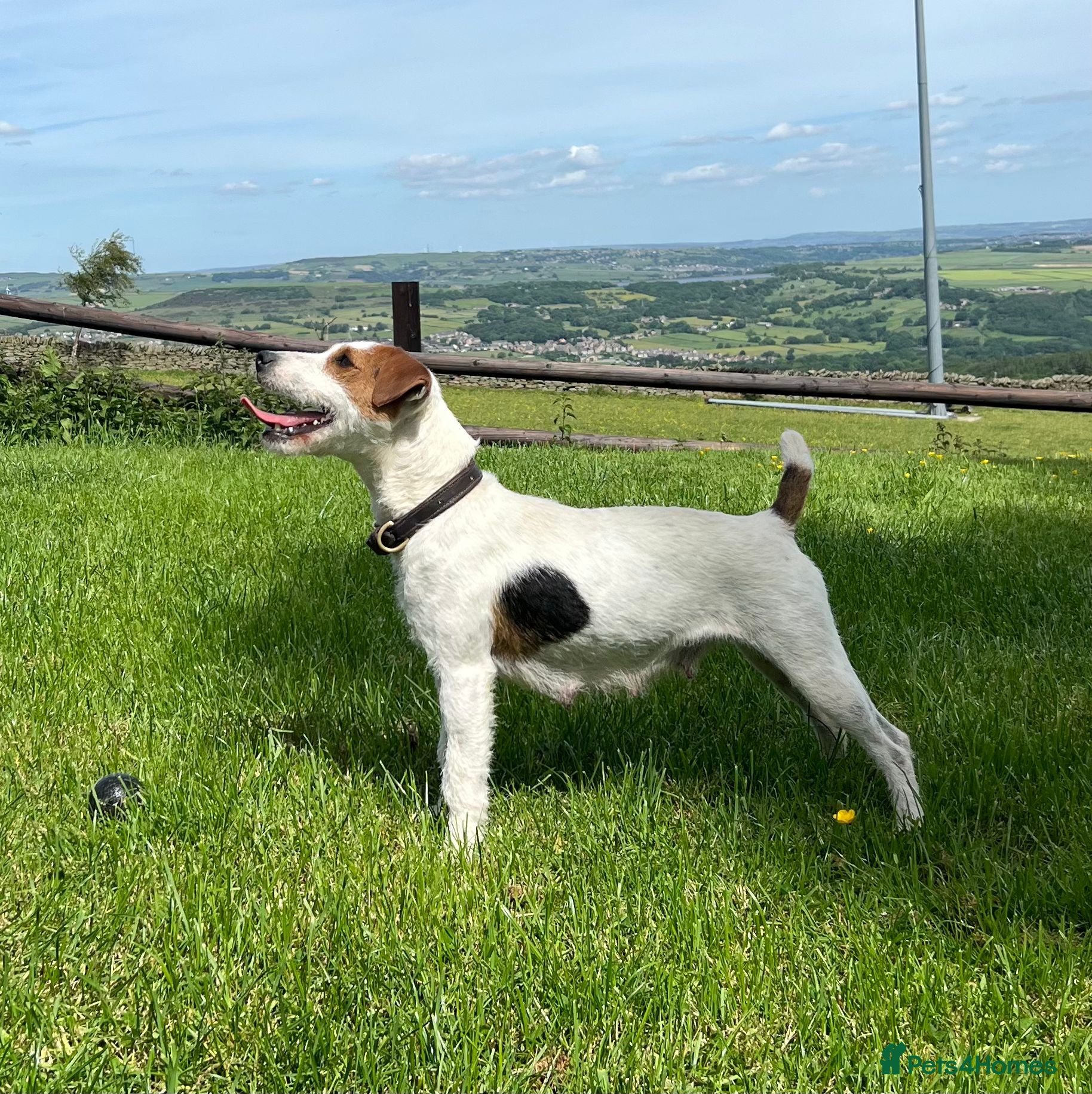 Parson Russell dogs * 1 boy left * Working Russell pups!  - Advert 2