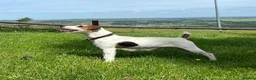 Parson Russell dogs for sale: Working Russell pups!  - Advert 2