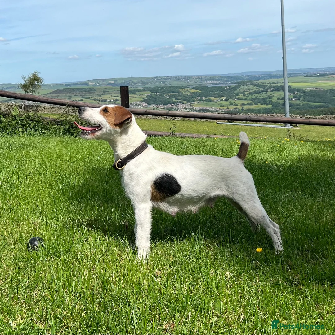 Parson Russell dogs for sale: Working Russell pups!  - Advert 2