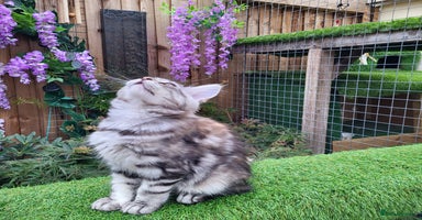 Maine Coon cats - Advert 2