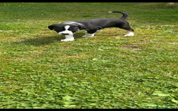 Mixed Breed dogs for sale: Collie x Lurcher Springer - Image 2