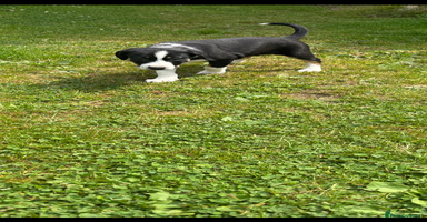 Mixed Breed dogs - Advert 2