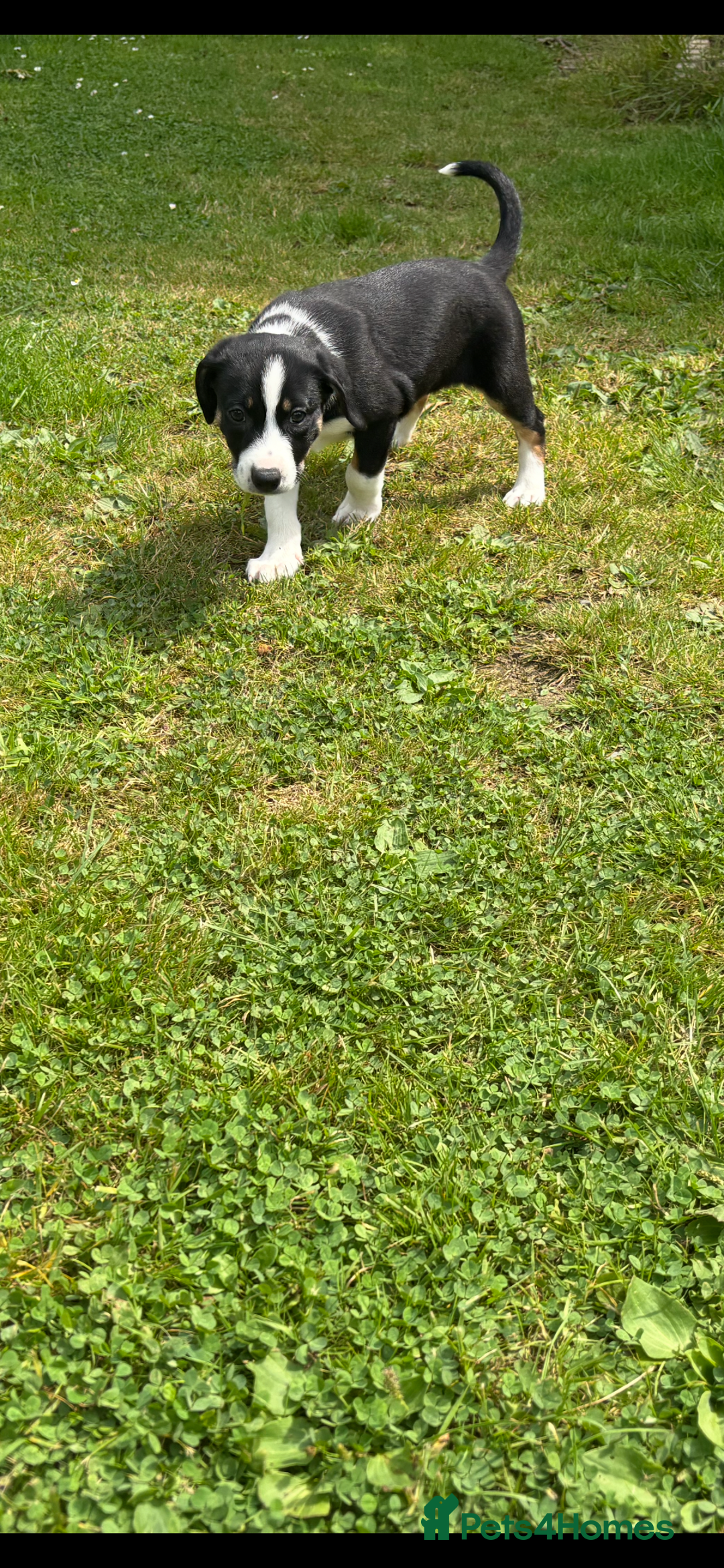 Mixed Breed dogs for sale: Collie x Lurcher Springer - Image 2