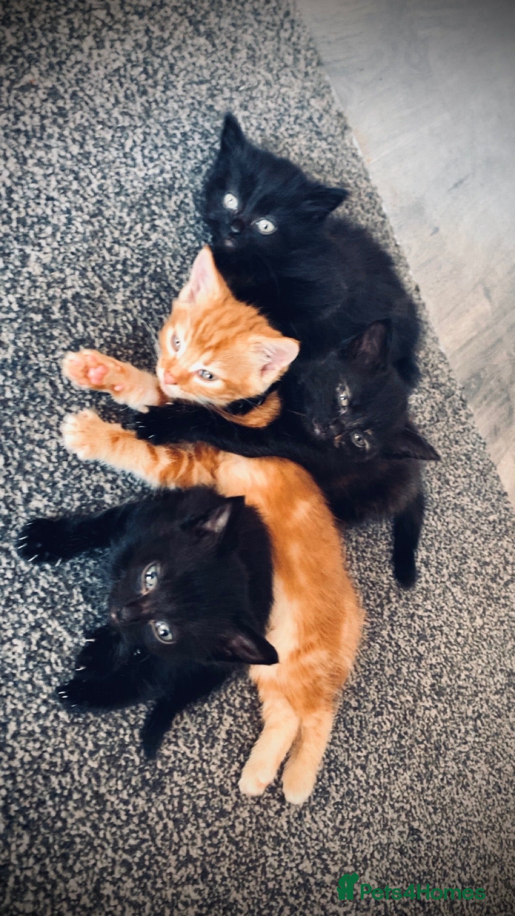 British Longhair cats Gorgeous fluffy kittens - Advert 3