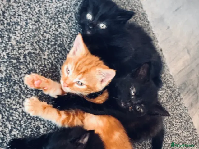 British Longhair cats Gorgeous fluffy kittens - Advert 3