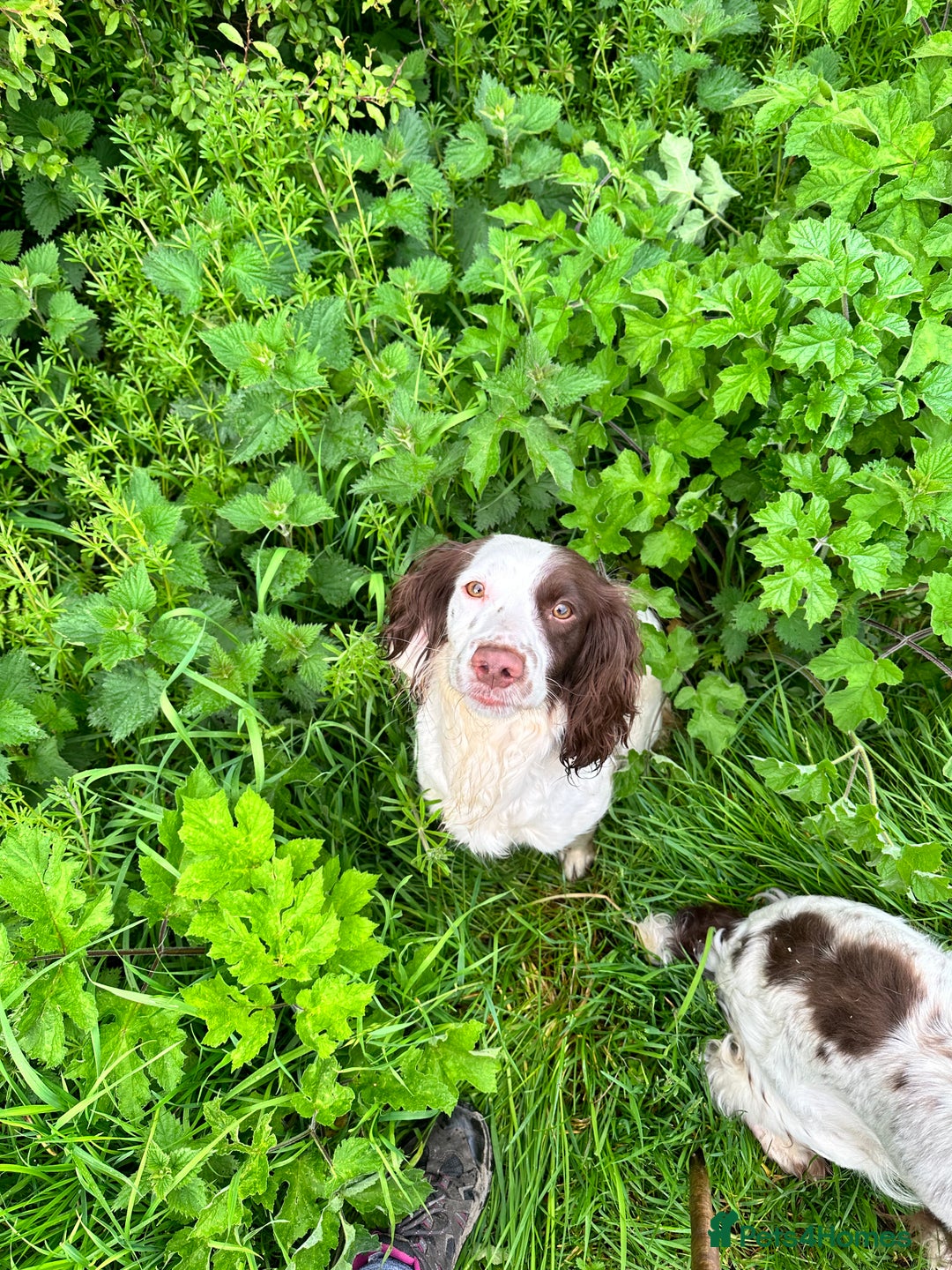 English Springer Spaniel dogs for sale: English Springer Spaniel Puppies - Advert 3