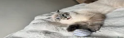 Mixed Breed cats for sale: Ragdoll x Siamese  - Advert 3