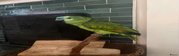Parrots birds for sale: Male Amazon Parrot - Advert 2