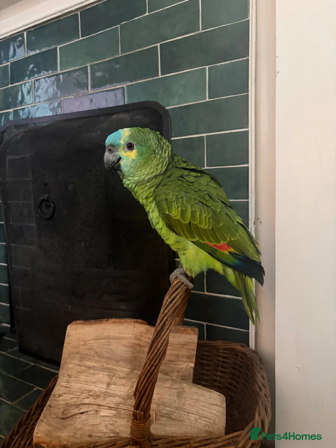 Parrots birds for sale: Male Amazon Parrot - Advert 2