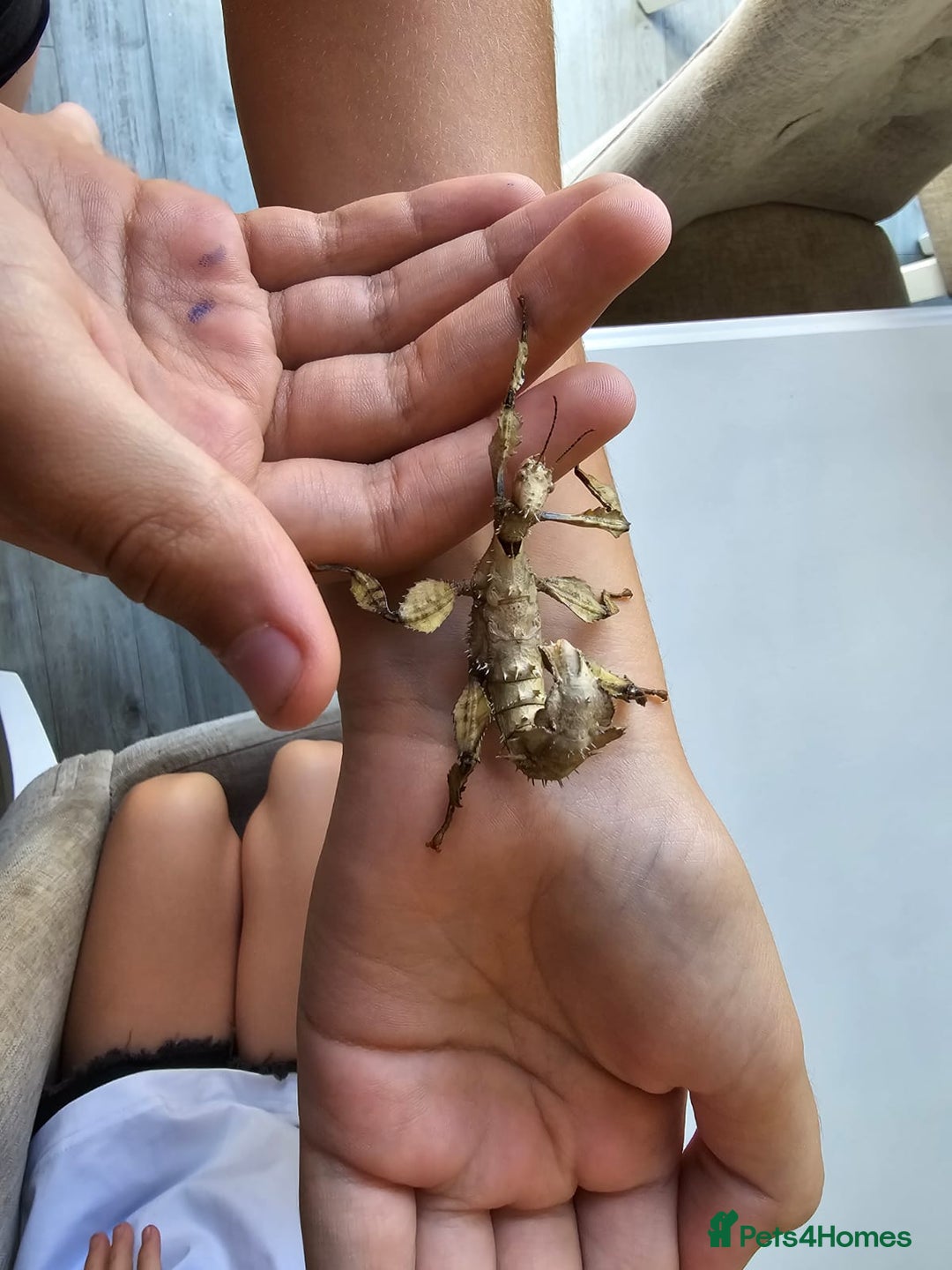 Stick Insects invertebrates for sale: Extatosoma tiaratum Spiny Leaf insect EGGS - Image 9