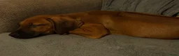 Rhodesian Ridgeback dogs for sale: KC Rhodesian Ridgebacks - Advert 10