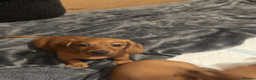 Miniature Dachshund dogs for sale: REDUCED £850| 2 RED GIRLS LEFT ready to leave.  - Advert 6