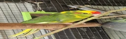 Parrots birds for sale: 5x kakarikis chicks ready now - Advert 9