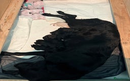 Labrador Retriever dogs for sale: Labrador puppies  - Image 1