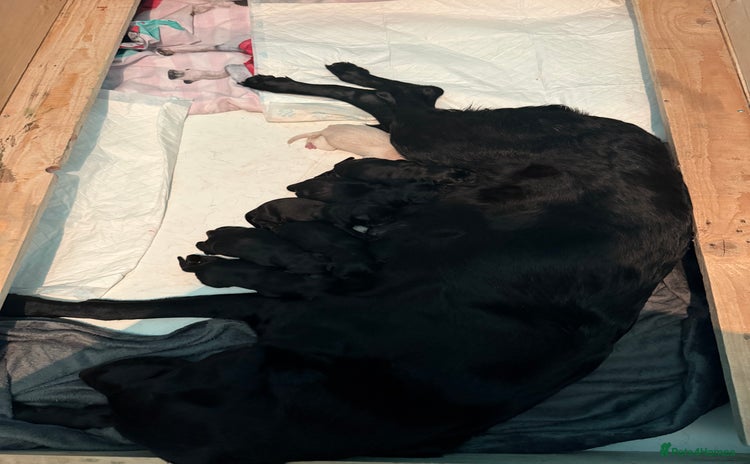 Labrador Retriever dogs - Advert 3