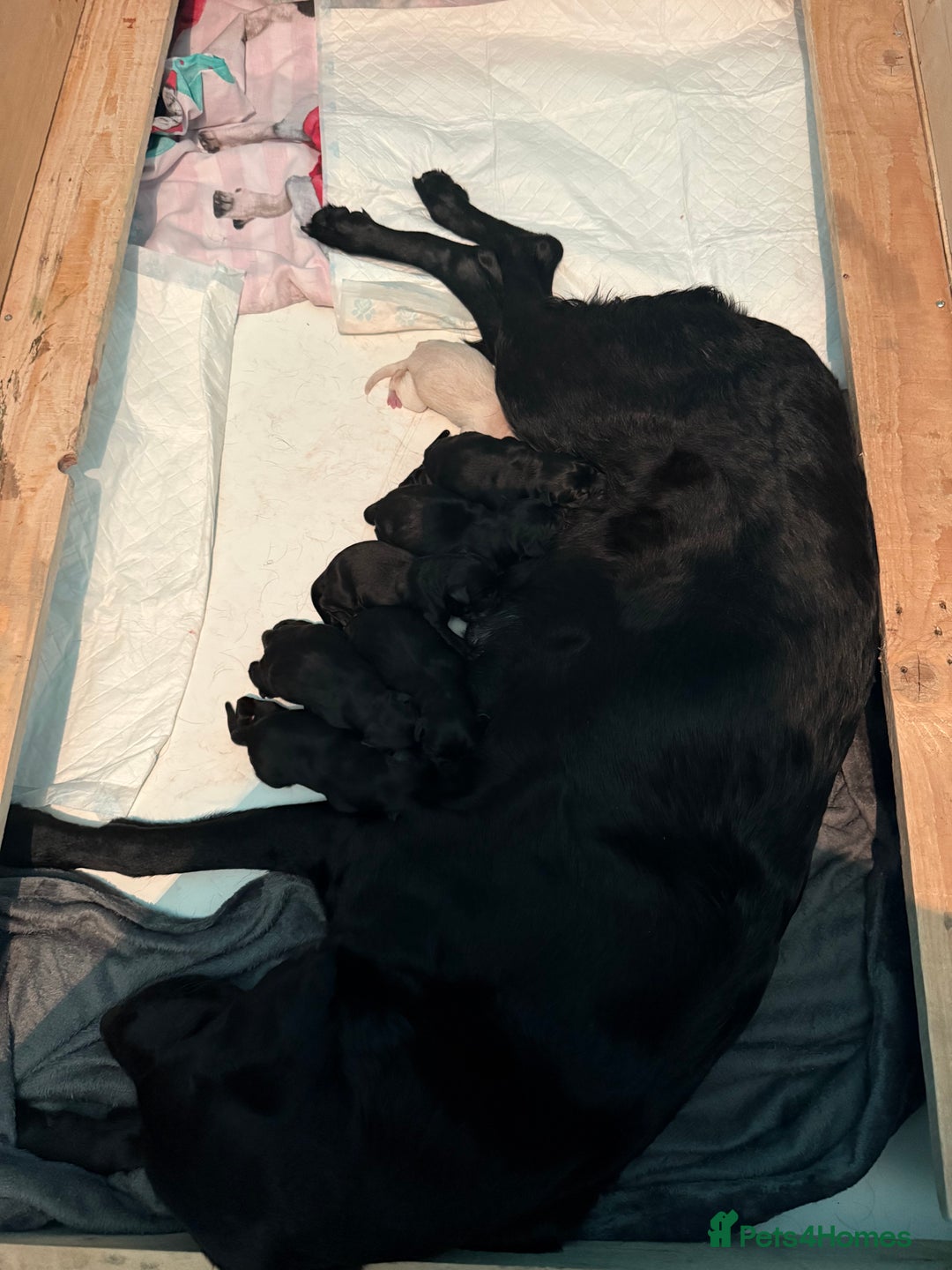 Labrador Retriever dogs for sale: Labrador puppies  - Image 1