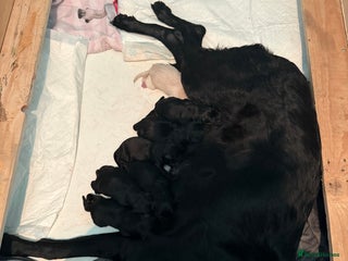 Labrador Retriever dogs - Advert 7