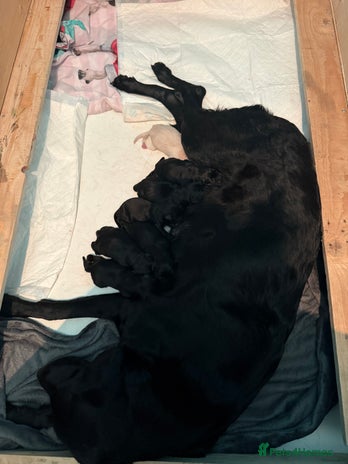 Labrador Retriever dogs - Advert 8