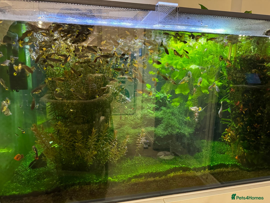Other/Mixed Breed fish for sale: Giving out guppies for free - Image 4