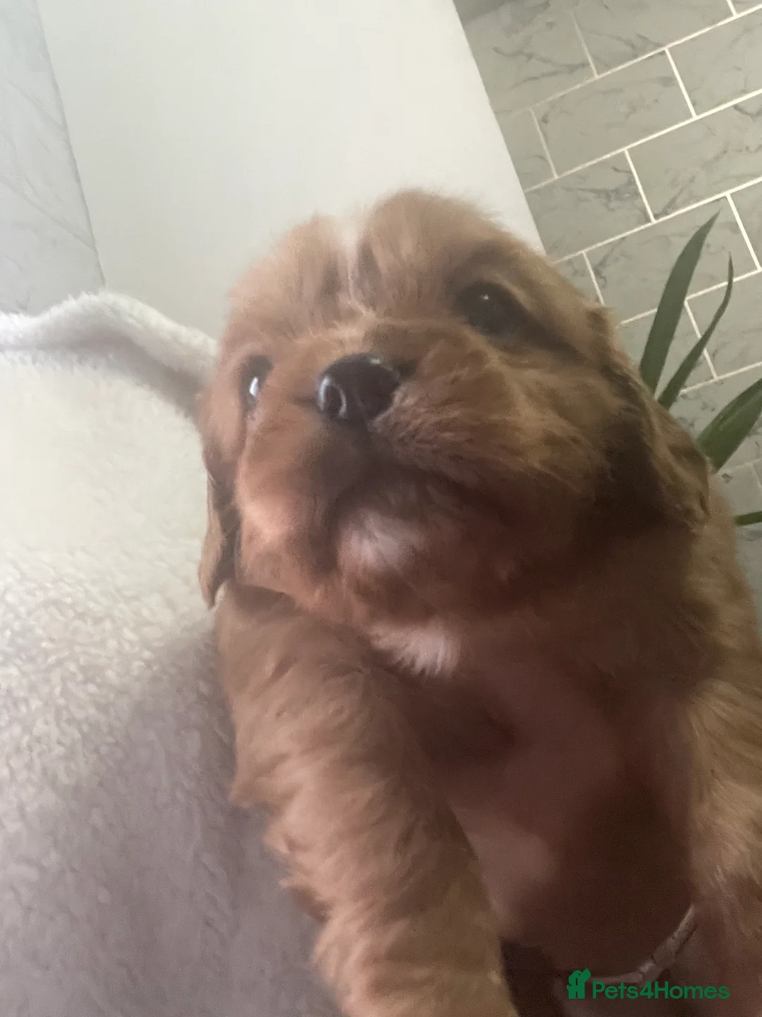 Cavalier King Charles Spaniel dogs for sale: Beautiful Cavalier puppies - Advert 13