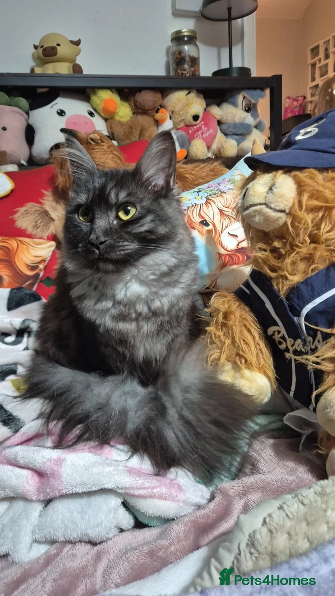 Maine Coon cats for sale: Maine coon X in Weymouth - Advert 1