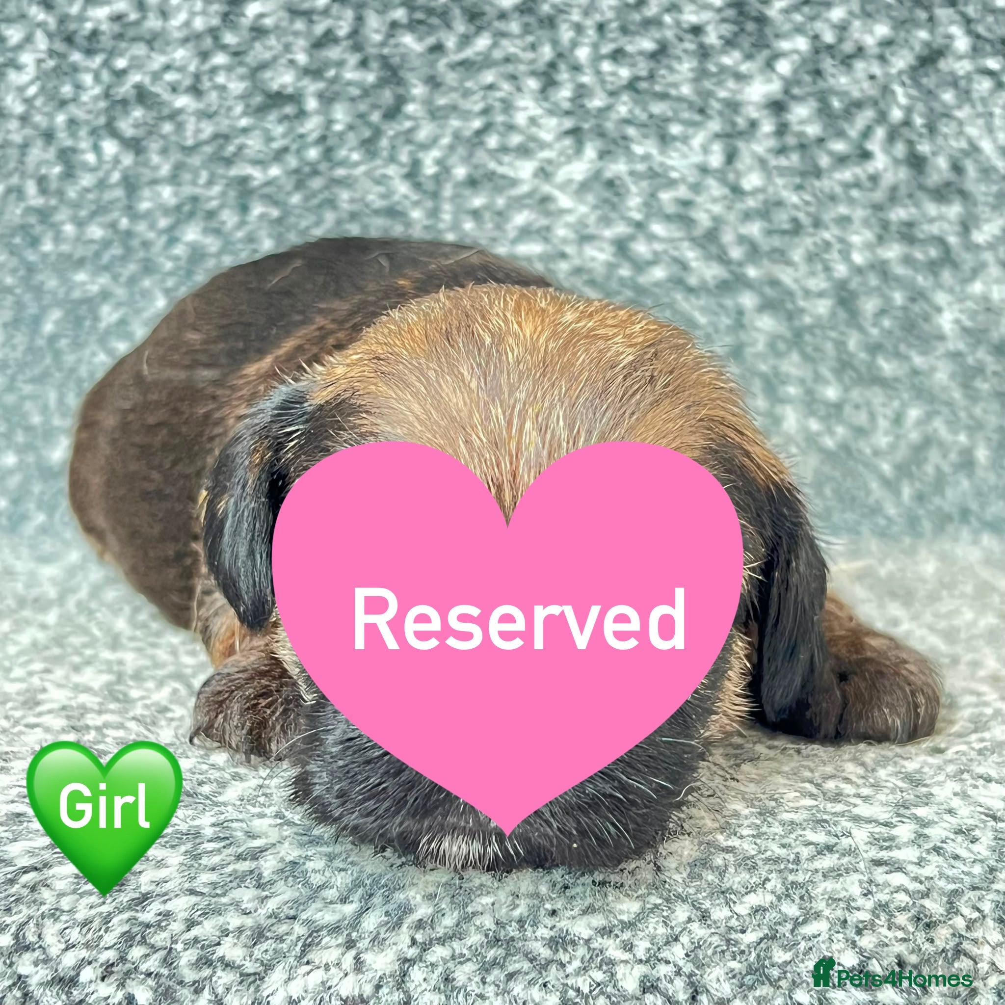 Border Terrier dogs BEAUTIFUL BORDER TERRIER PUPPIES  - Advert 2