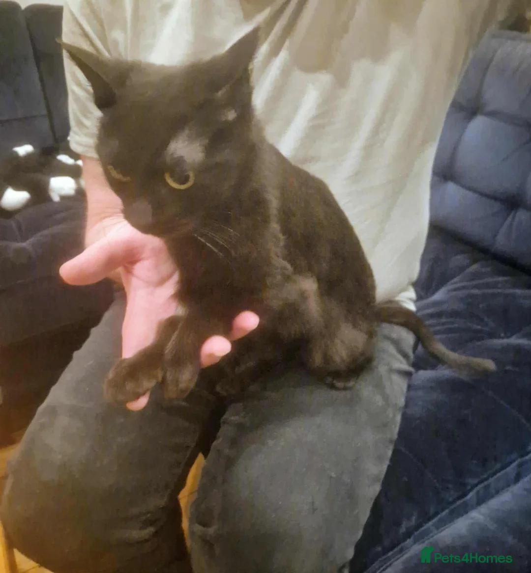 Mixed Breed cats for adoption: Peach for adoption - Advert 2