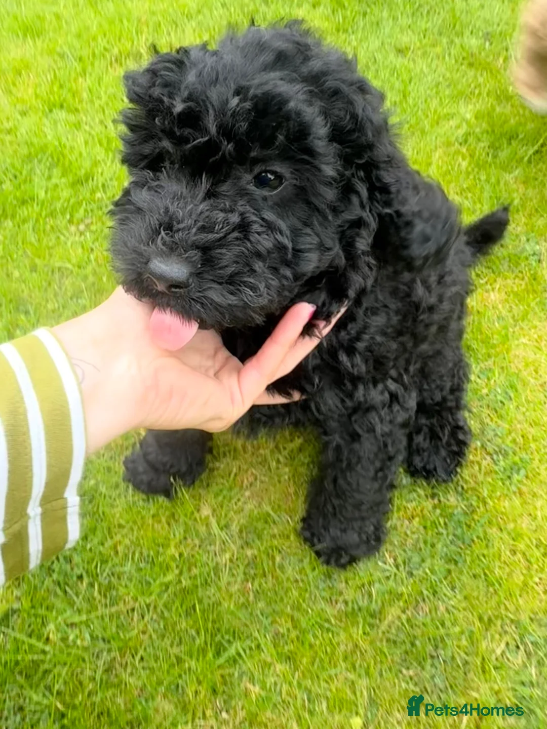 Cockapoo dogs for sale: Cockapoo Puppies!! 🐶  - Advert 2