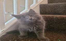 Maine Coon cats for sale: Maine coon cross persian  - Image 5