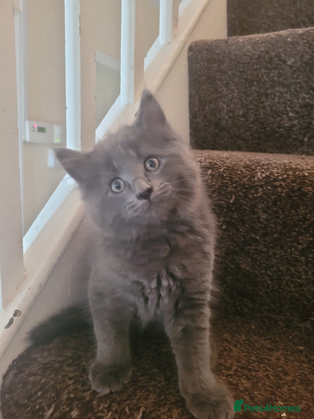 Maine Coon cats for sale: Maine coon cross persian  - Image 5