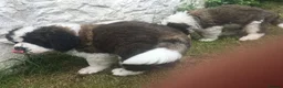 Saint Bernard dogs for sale: Rough Coated Pure St. Bernard  pups - Advert 6