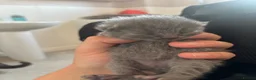 British Shorthair cats for sale: Beautiful British Shorthair Kittens  in Burton-on-Trent - Advert 16