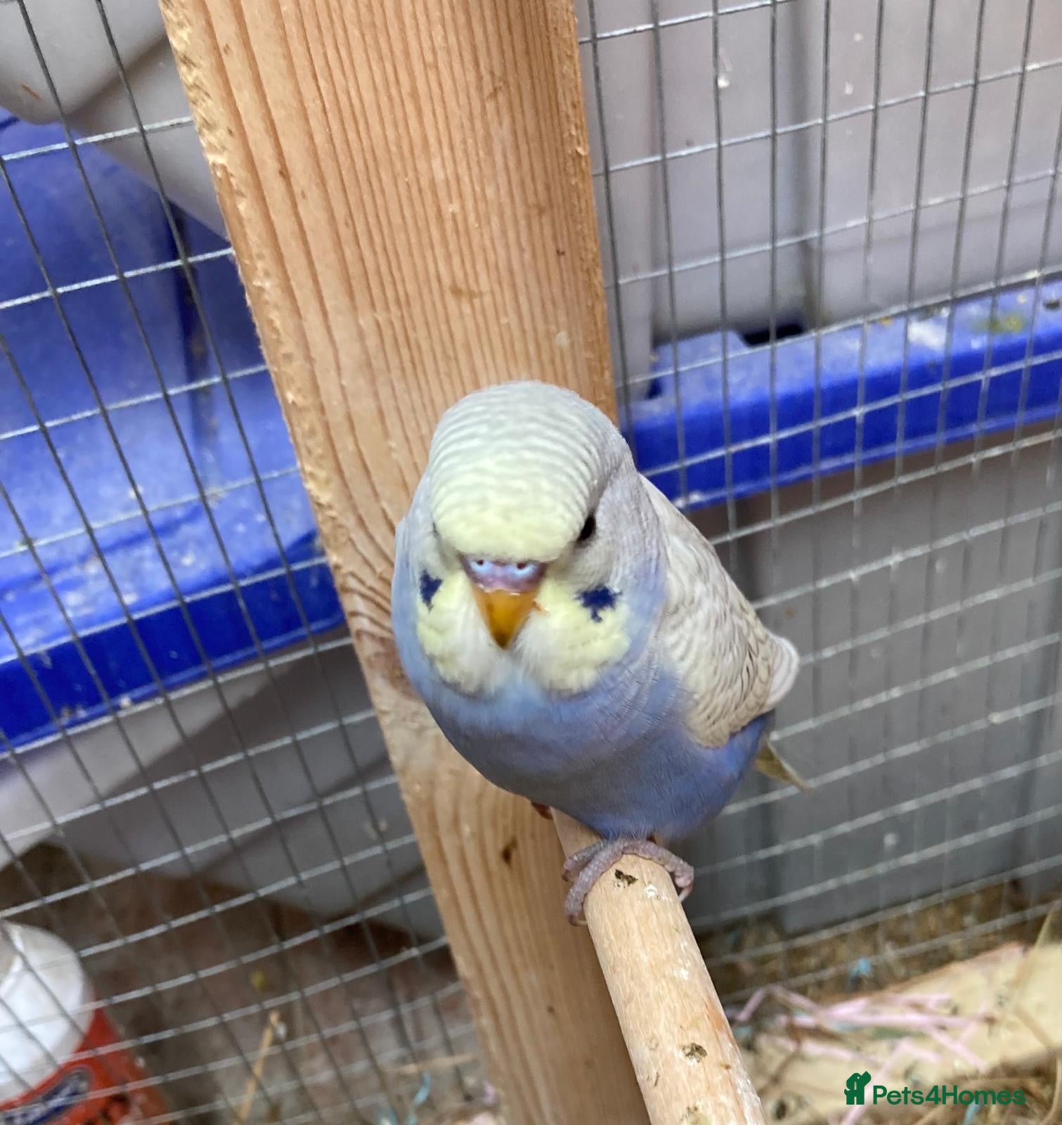 Budgerigars birds Baby budgies all bred in our aviary  - Advert 2