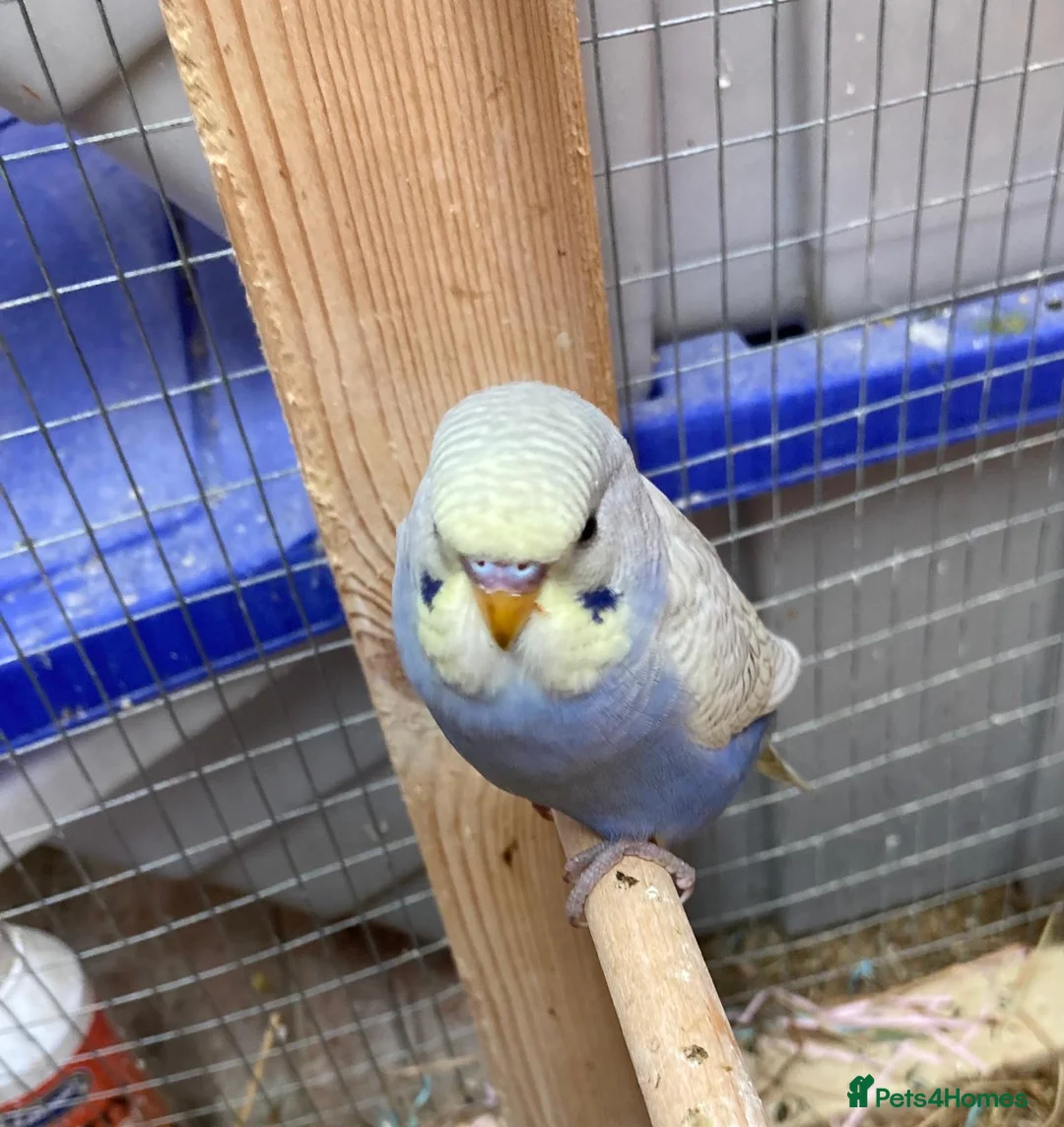 Budgerigars birds for sale: Baby budgies all bred in our aviary  - Advert 2