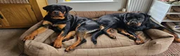 Rottweiler dogs for sale: 🐾 KC Rottweiler Puppies– Family Raised – 27th Jun in Knaresborough - Advert 12
