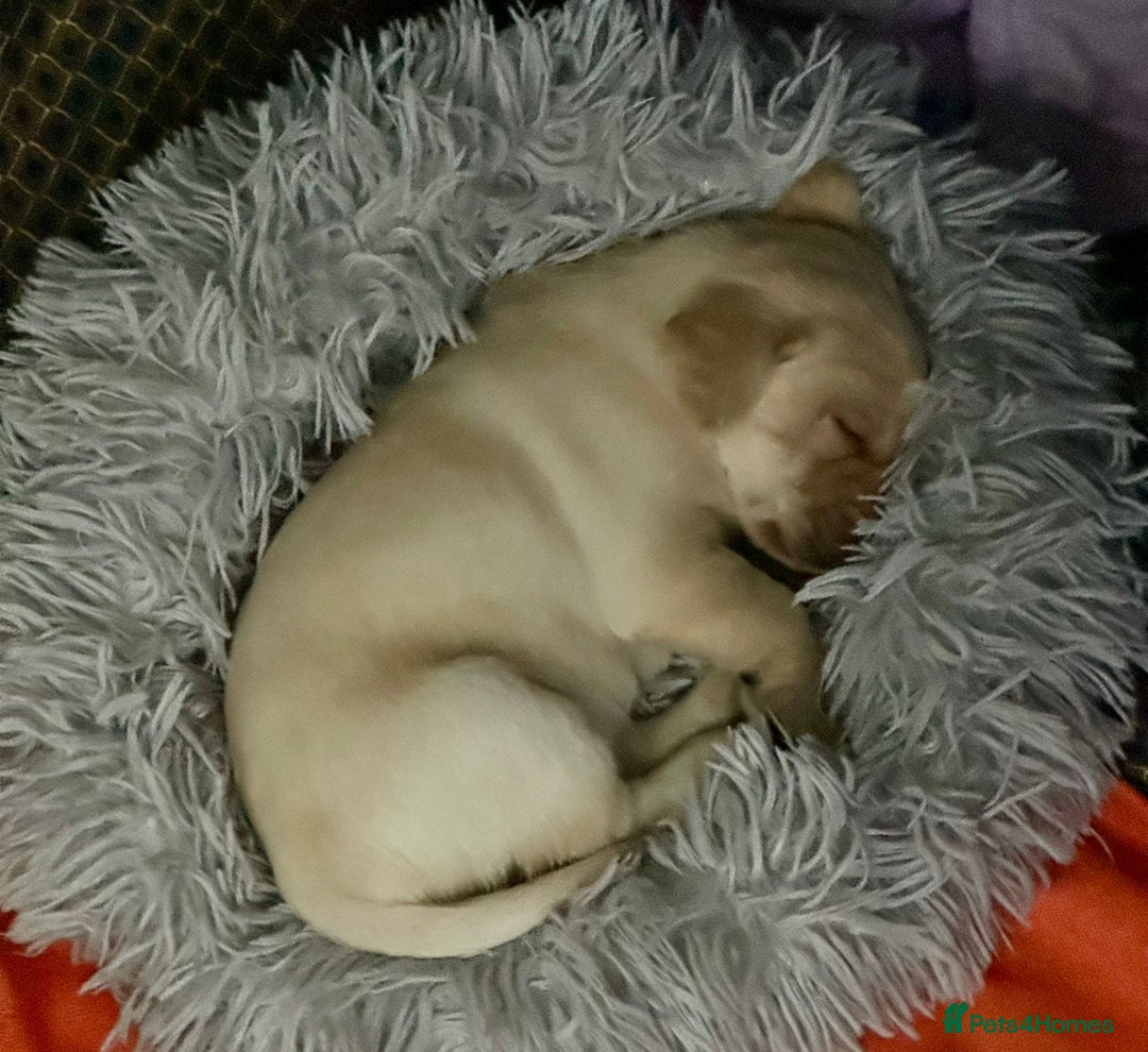 Labrador Retriever dogs for sale: 🐾 adorable Labrador Puppies- Taking Deposits Now - Image 3