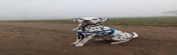 Dalmatian dogs for stud: 100% LIVER SPOTTED DALMATIAN STUD - Advert 6