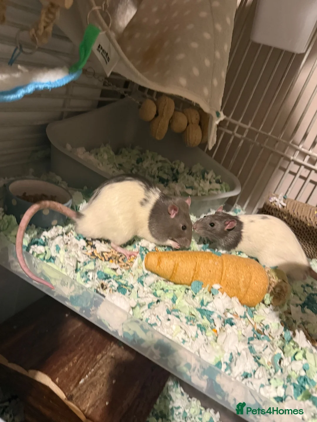 Rat rodents for sale: Two beautiful fancy rat boys - Advert 1