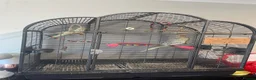 Cockatiels birds for sale: 2 female cockatiels in Gravesend - Advert 2