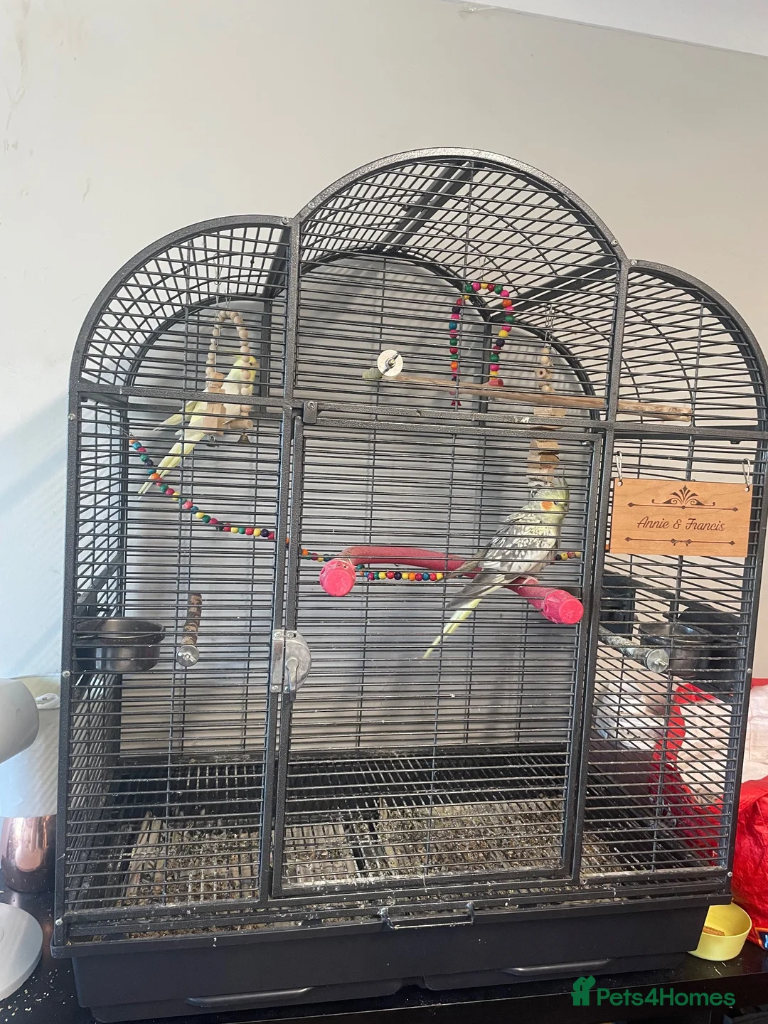 Cockatiels birds for sale: 2 female cockatiels in Gravesend - Advert 2