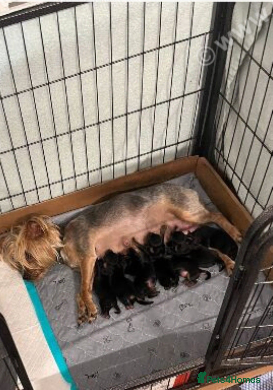Yorkshire Terrier dogs for sale: Yorkshire Terrier Puppies  - Advert 2