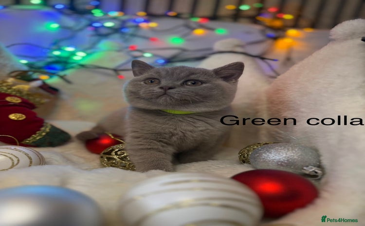British Shorthair cats GCCF Pedigree BSH chocolate, lilac kittens 💙🩷 - Advert 5