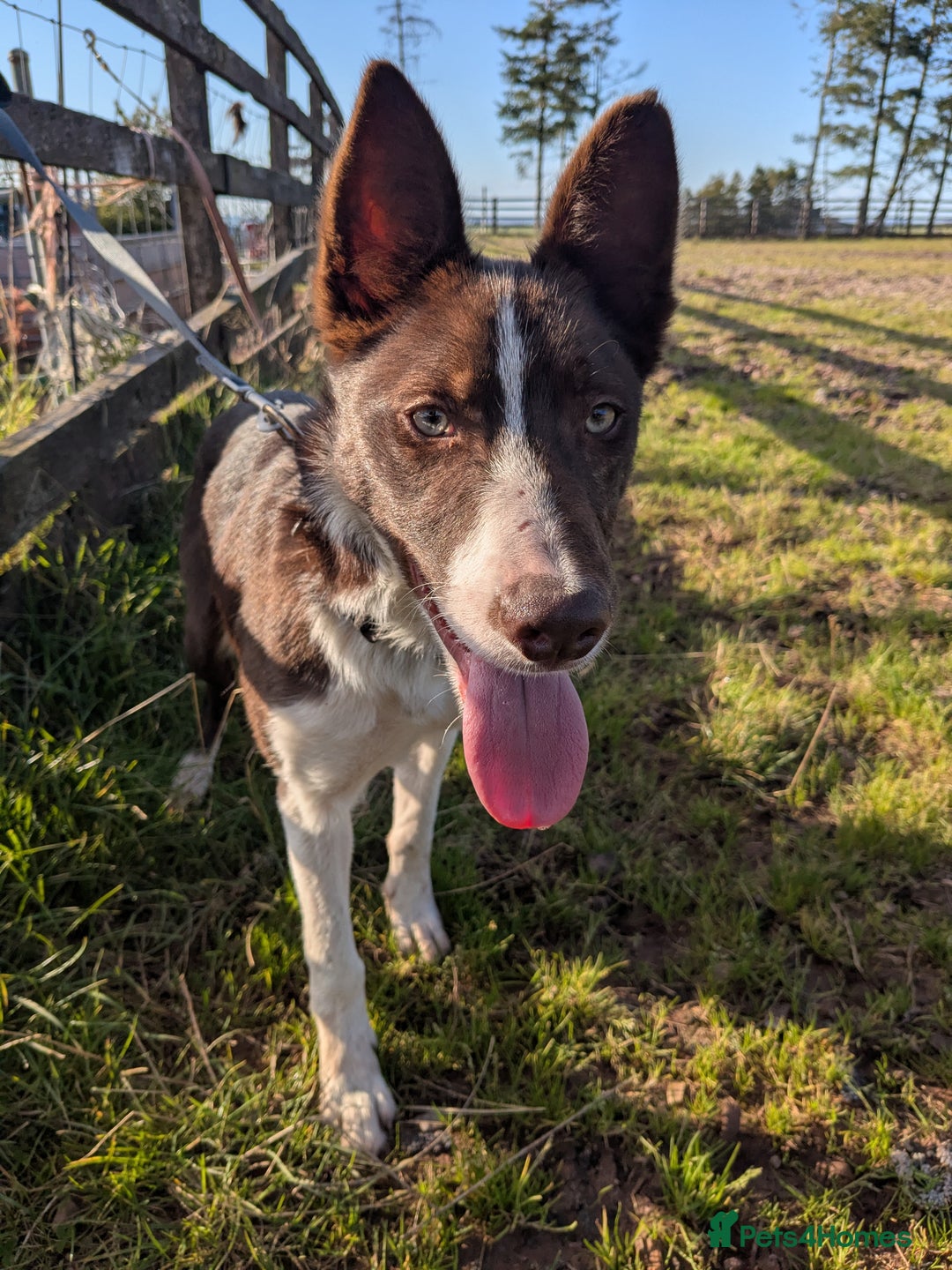 Border Collie dogs for sale: Handsome red and white collie - Image 2