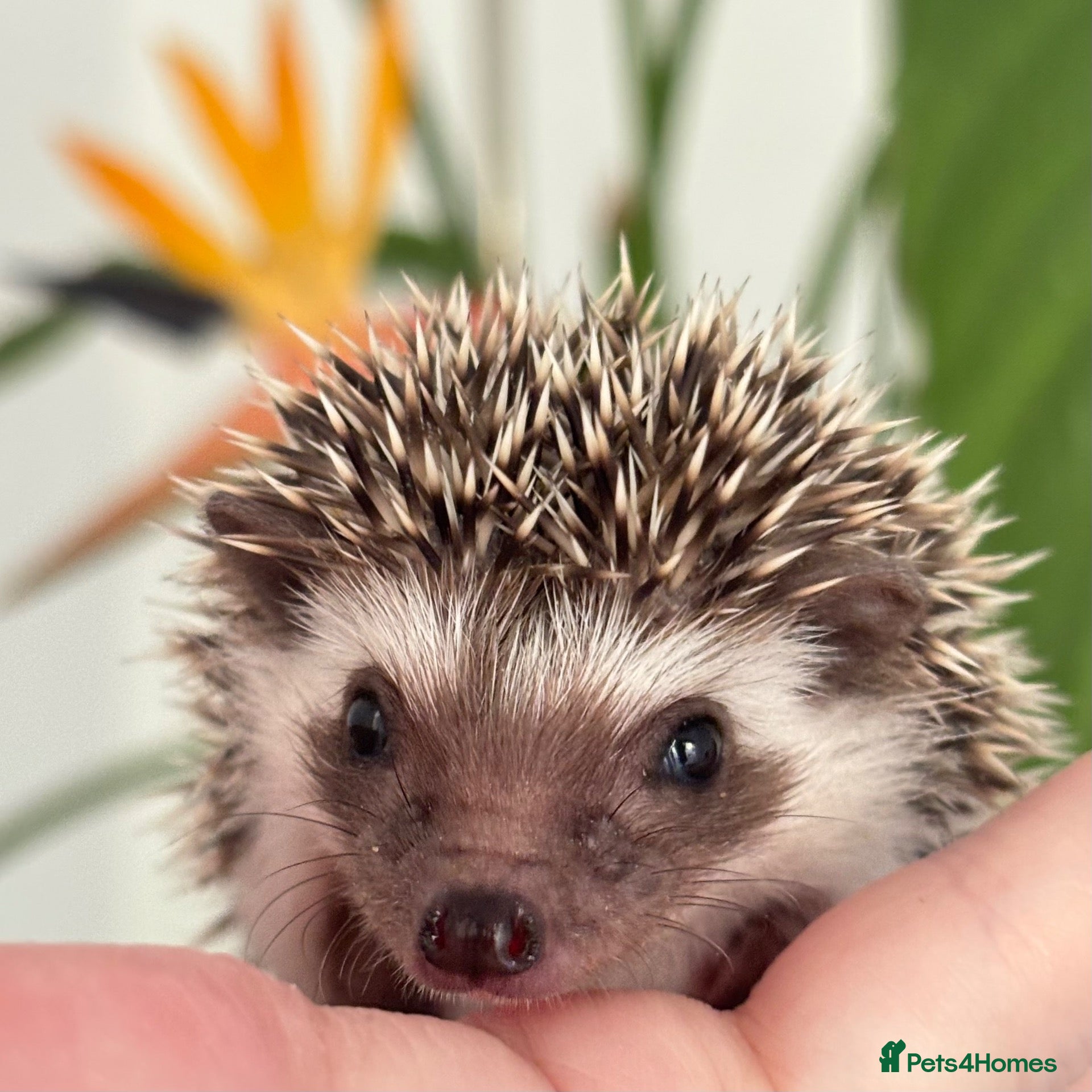 Pygmy Hedgehog rodents African Pygmy Hedgehog Ethically Bred  - Advert 13