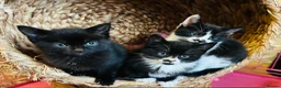 Mixed Breed cats for sale: Kittens  - Advert 3